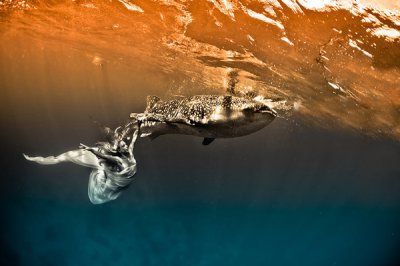 Kristian Schmidt摄影作品：鲸鲨