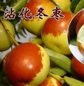 山东沾化冬枣好吃吗 沾化冬枣为什么好吃又贵