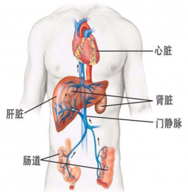 肝硬化早期症状