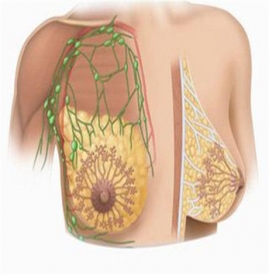 乳腺增生是怎么形成