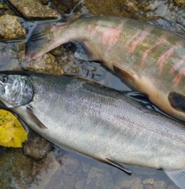 野生三文鱼和养殖三文鱼的区别 养殖三文鱼和野生三文鱼有什么区别