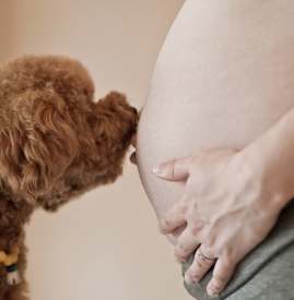 孕妇能养猫狗吗 怀孕能养猫狗吗