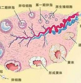 黄体破裂是什么病 黄体破裂是什么意思