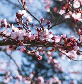 清明节武汉还有樱花吗 清明节樱花开了吗