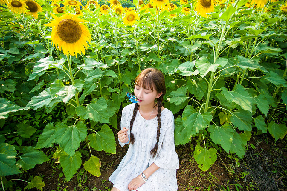 宜昌郭家湾向日葵花海 摄影师许飞人像摄影写真欣赏