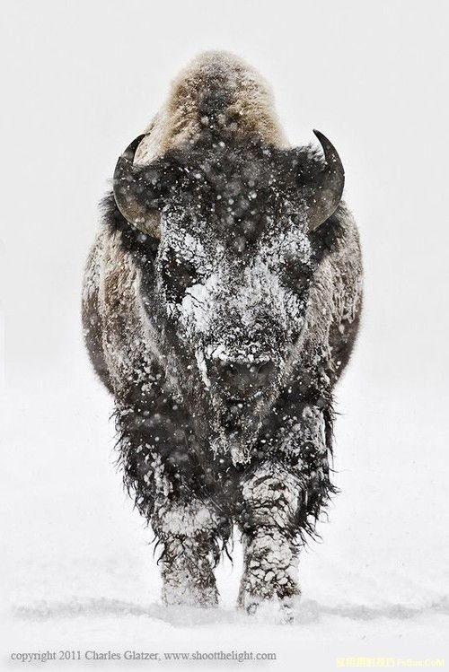 雪景拍摄摄影技巧全攻略