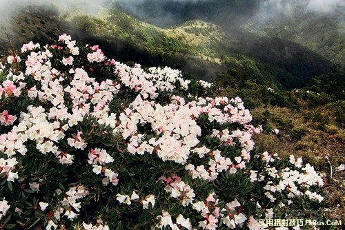 花卉摄影实用摄影摄影技巧