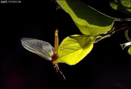 昆虫微距摄影拍摄摄影技巧