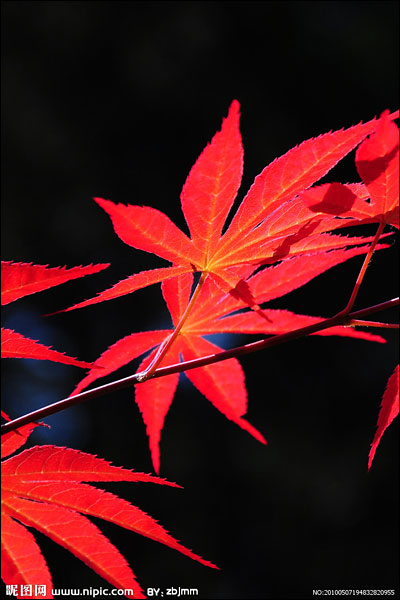 9条贴士教你如何拍好秋天的红叶