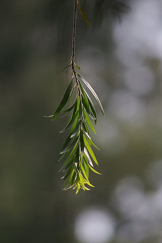 教你如何灵活运用散景效果