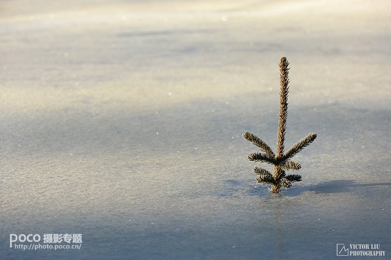 浅谈微型风景摄影的用光