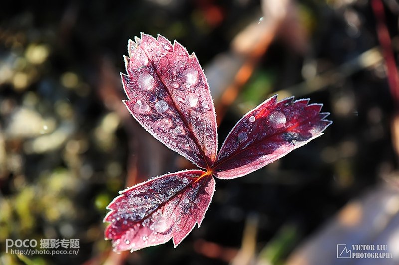 浅谈微型风景摄影的用光