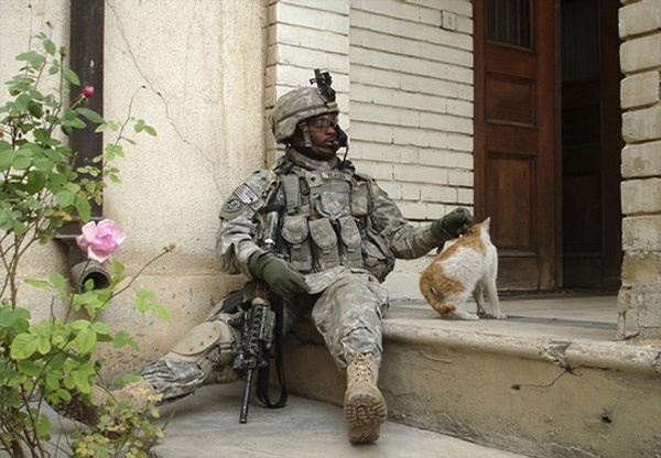 士兵们的猫和狗
