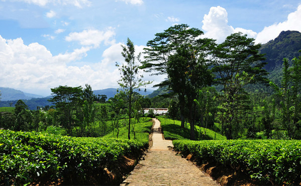 斯里兰卡蜜月旅行 特色景点带你领略异国风情