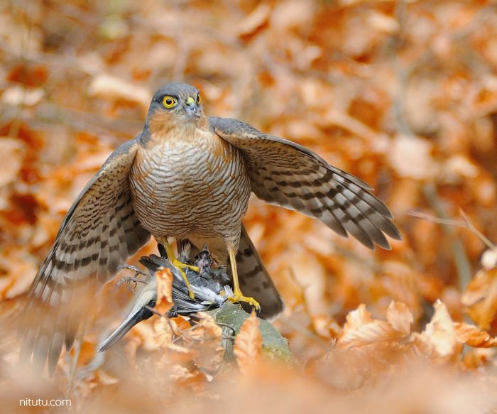 为一只鸟能坚持多久 摄影师Alan McFadyen 6年720000次快门