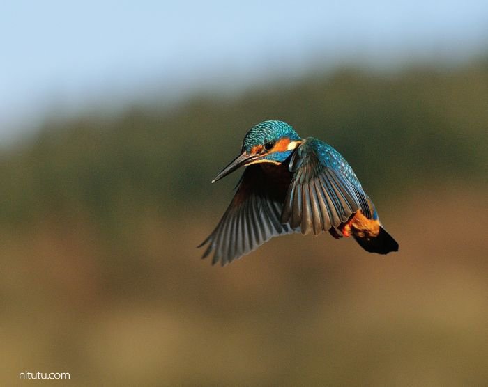 为一只鸟能坚持多久 摄影师Alan McFadyen 6年720000次快门