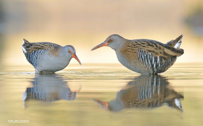 为一只鸟能坚持多久 摄影师Alan McFadyen 6年720000次快门