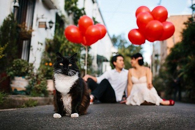 猫奴们 结婚记得带上喵