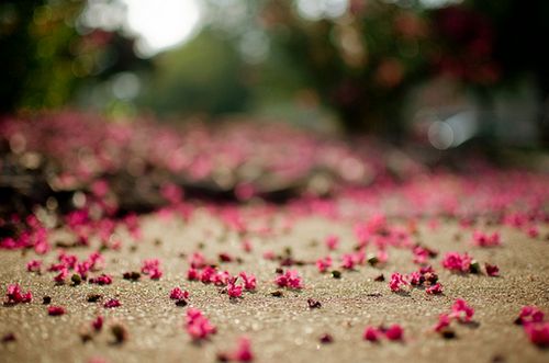 晚安心语：芬芳过往，岁月静好