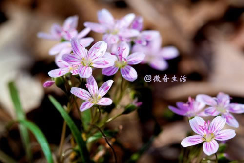 晚安心语：风雨的前方，那是彩虹的方向