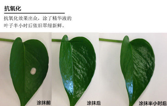 雅诗兰黛眼部密集精华露 明星产品还是值得一试的