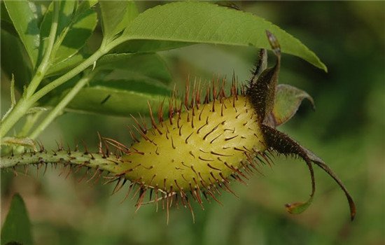 细菌性阴炎怎么根治 治疗细菌性阴炎需用到4种方法