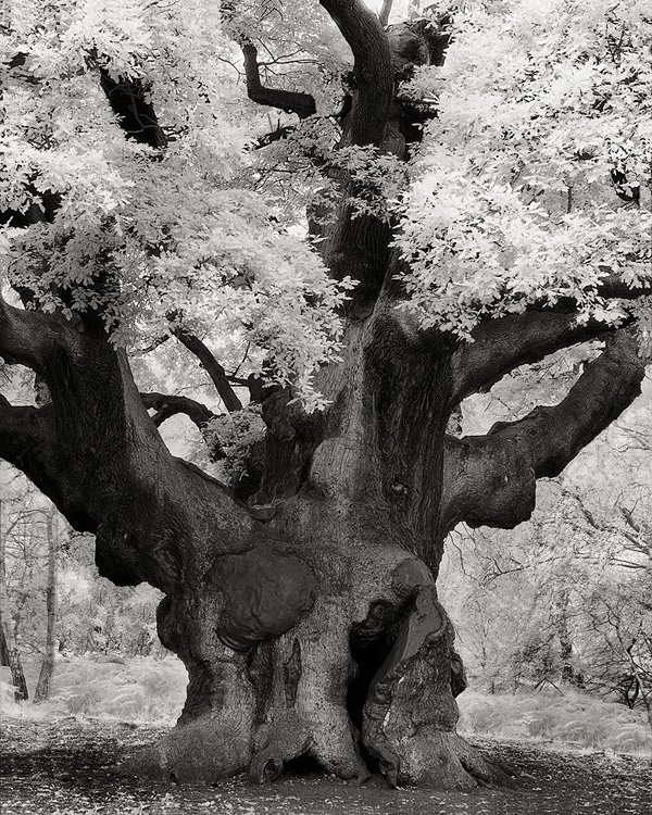 Bowthorpe-Oak-Trunk