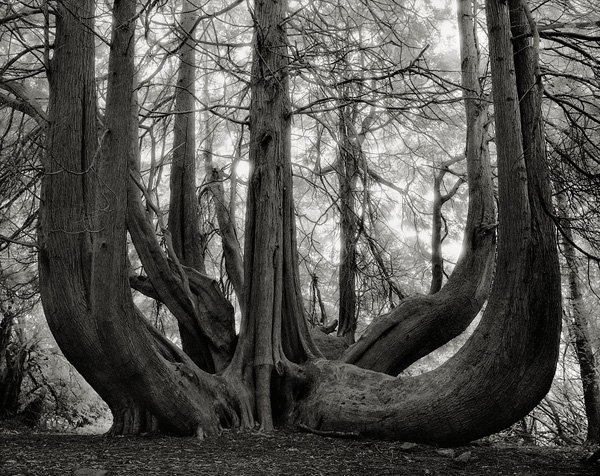 beth-moon-The-Sentinels-of-St-Edwards-573x716