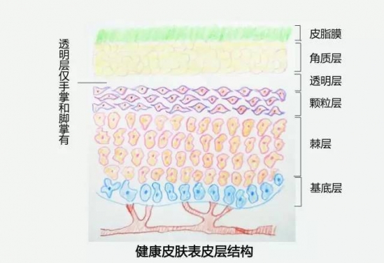 皮肤保养的基本步骤 学好皮肤管理变女神