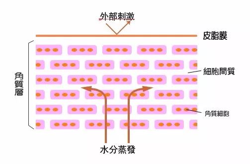 皮肤保养的基本步骤 学好皮肤管理变女神