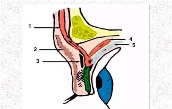 上睑下垂的原因和治疗 上睑下垂最全解析不看后悔