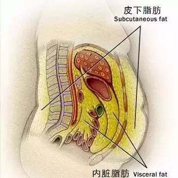 内部脂肪怎么减 这个减内部脂肪的方法你要知道