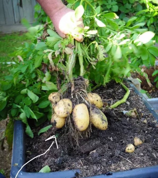 蔬菜的种植方法 常见蔬菜种植方法和步骤