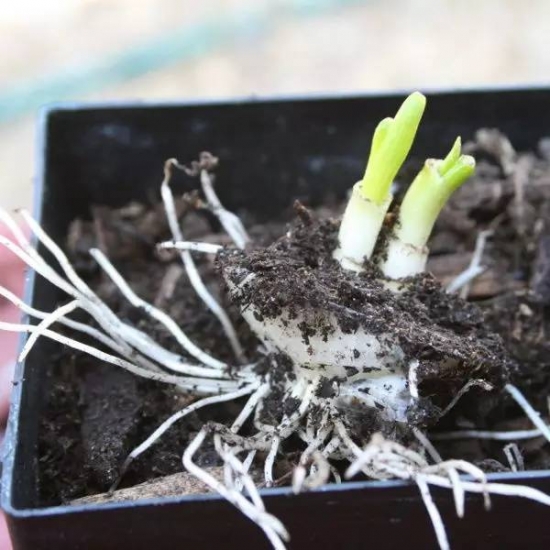 蔬菜的种植方法 常见蔬菜种植方法和步骤