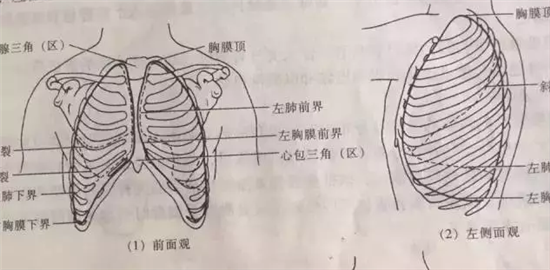 瘦肩针配比 瘦肩针正确配比和风险你知道多少