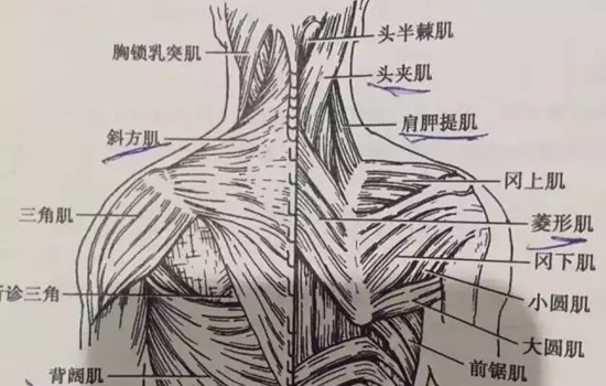 瘦肩针配比 瘦肩针正确配比和风险你知道多少