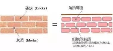 敏感肌肤怎么修复好 敏感肌肤的护理大法