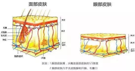 眼部问题有哪些 要做个养眼的女人啊