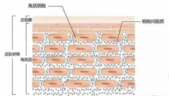 什么是皮肤屏障