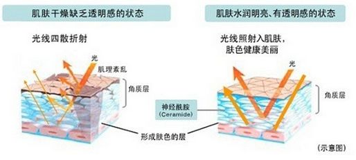 神经酰胺适合什么年龄