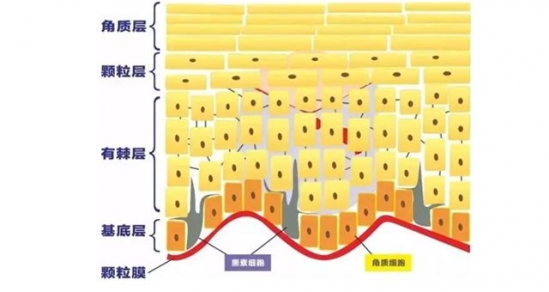 角质层为什么会变薄