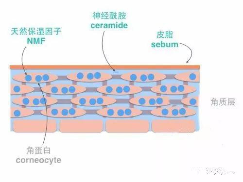 神经酰胺适合什么年龄