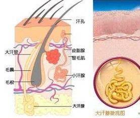 打肉毒素的作用 肉毒素这么厉害你知道吗