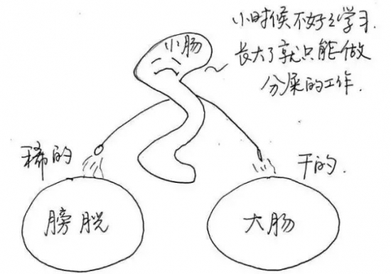 人体各器官工作时间表