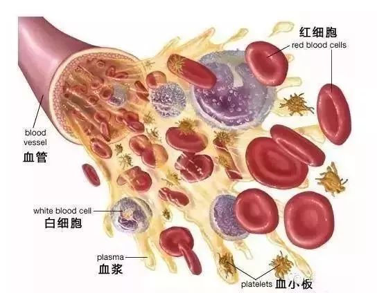 血液太粘稠有什么症状