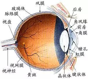 眼睛为什么会有红血丝