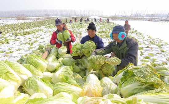 立秋后种什么蔬菜