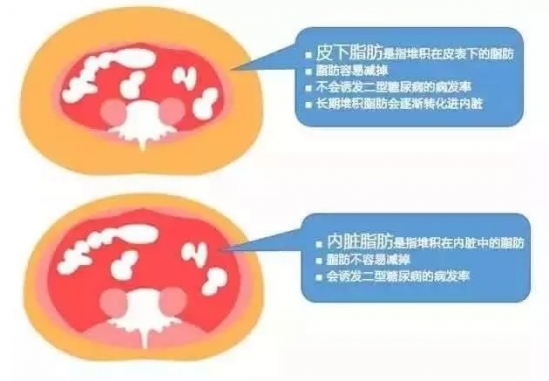 腹部肥胖的危害