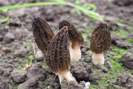 羊肚菌食用功效及吃法