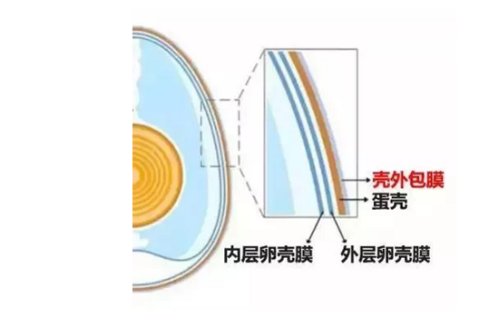 鸡蛋洗了放冰箱会中毒吗 洗了的鸡蛋能放冰箱吗